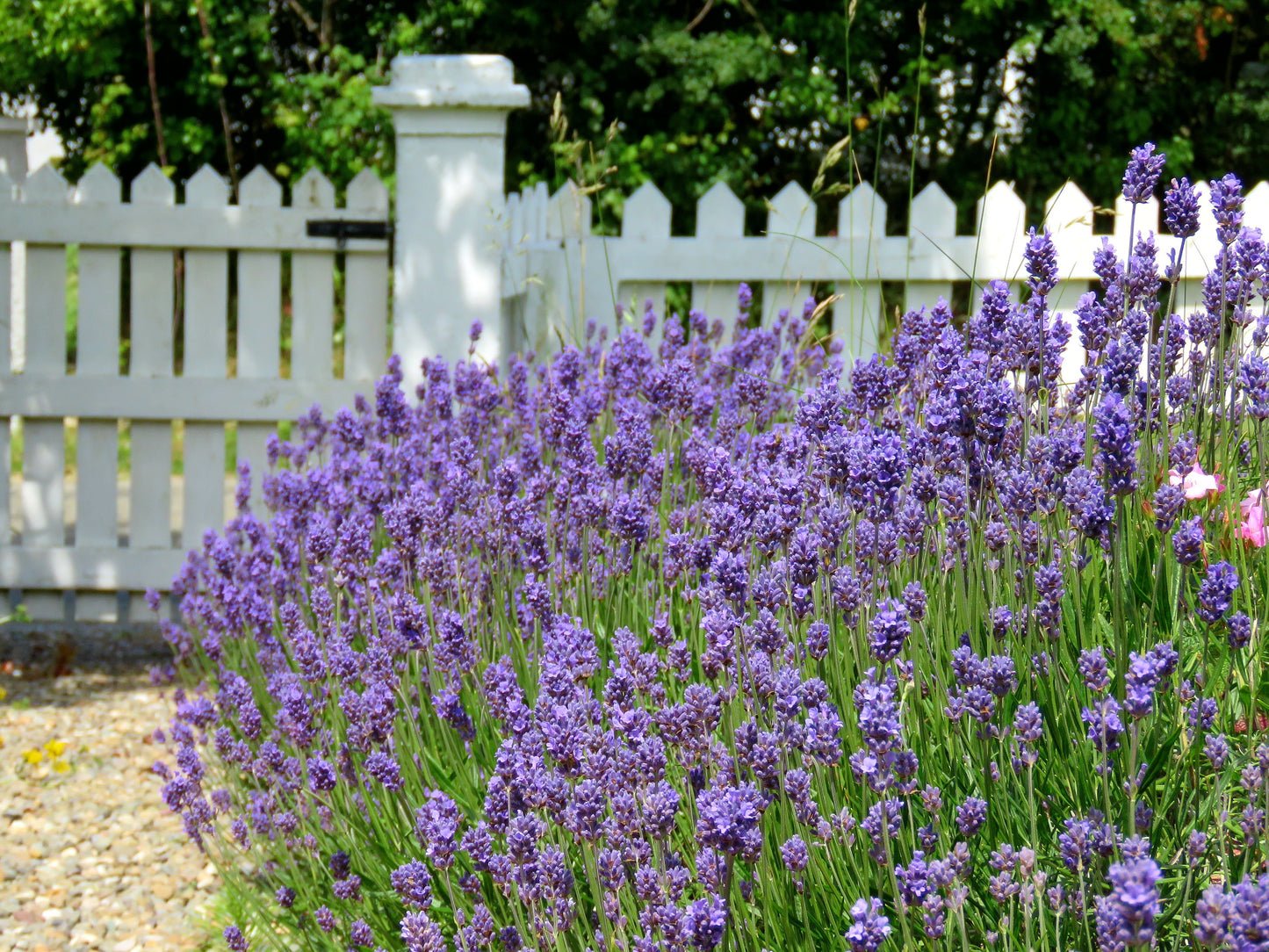 Pure Bliss Aromatherapy Bath Bombs
