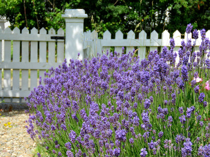 Pure Bliss Aromatherapy Bath Bombs